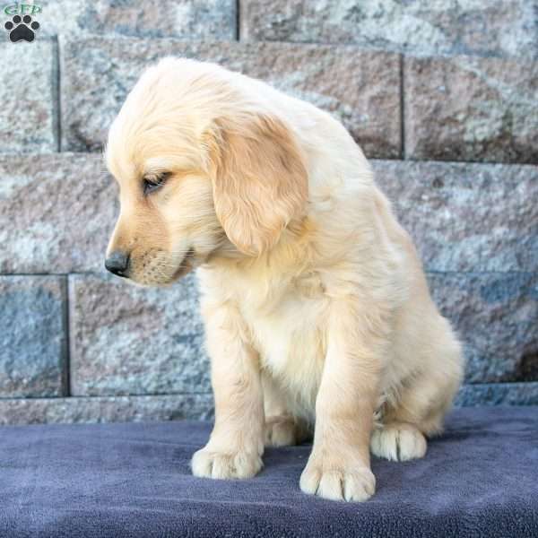 Mitch, Golden Retriever Puppy